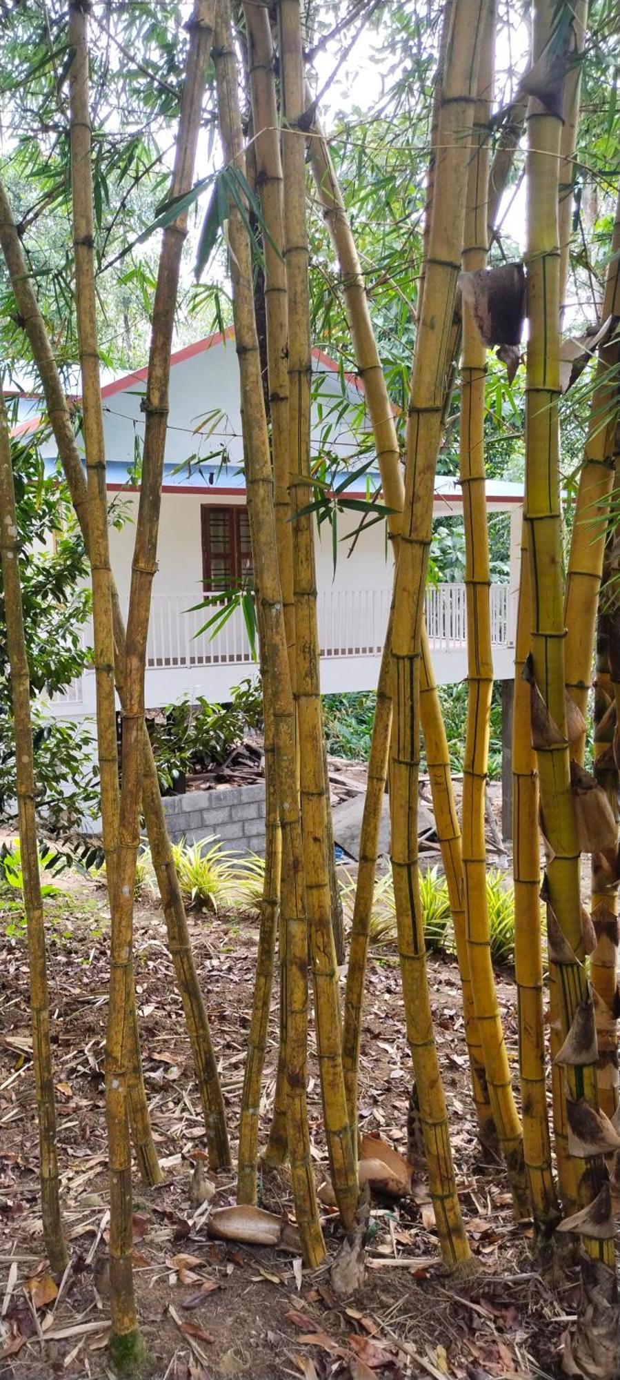 Philip Mary Farm Stay Thekkady Exterior photo